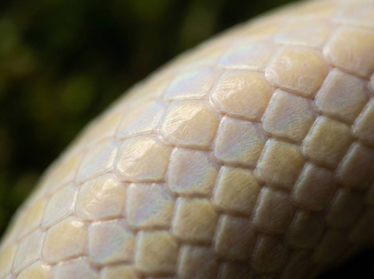 女神视频蟒蛇微距视频 - 蟒蛇鳞片微距摄影技巧分享